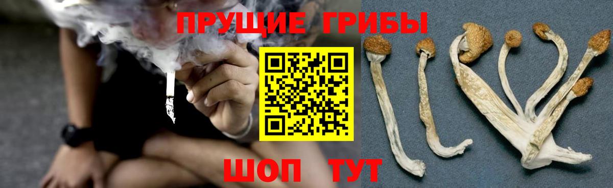 Галлюциногенные грибы Psilocybe Великий Новгород